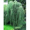 Саженец ивы плакучей Водопад