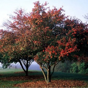 Саженец клёна Татарского (40-60 см)