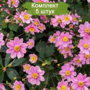 Луковицы анемоны Серенада -  комплект 5 шт.