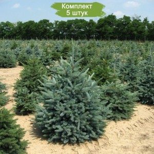 Саженцы Ели Голубой Кейбаб (Kaibab) 100-150 см -  комплект 5 шт.