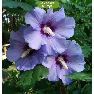 Саженцы гибискуса Блю Сатин (Blue Satin) -  комплект 5 шт.
