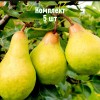 Комплект 5шт / Груша Бере зимняя Мичурина