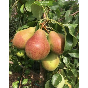 Саженцы колоновидной груши Найт Верт (Nayt Vert) -  комплект 5 шт.