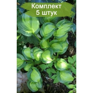 Саженцы хосты Адорабль (Adorable) -  комплект 5 шт.