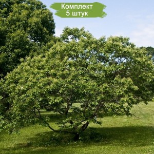 Саженцы каштана Низкорослый -  комплект 5 шт.