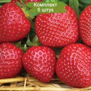 Саженцы ремонтантной клубники Королева (Ранняя) -  комплект 5 шт.
