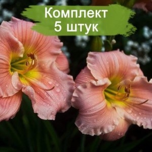Саженцы лилейника Барбара Митчелл (Barbara Mitchell) -  комплект 5 шт.
