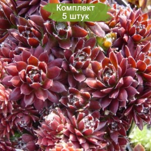 Саженцы молодило Горного  -  комплект 5 шт.