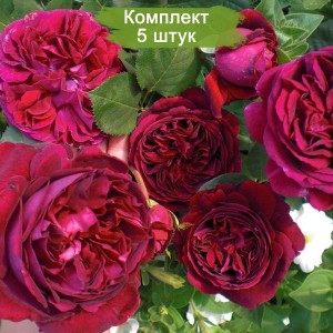 Саженцы английской розы Эл Ди Брэйтуэйт (L.D. Braithwaite) -  комплект 5 шт.