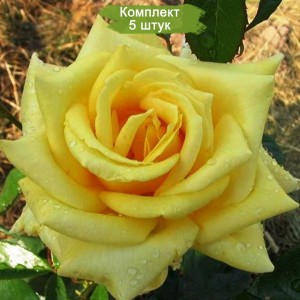 Саженцы чайно-гибридной розы Голден Медальон (Golden Medallion) -  комплект 5 шт.