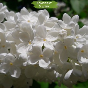 Саженцы сирени Аваланж (Avalanche) -  комплект 5 шт.