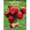 Саженцы земляники Зенга Зенгана (Поздняя) -  комплект 5 шт.