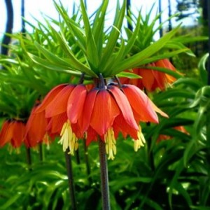 Саженец лилейника Царская Корона