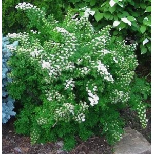 Саженец спиреи гибридной Альпенглюхен (Alpengluhen)