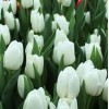 Тюльпан Вайт Династия (Dynasty)